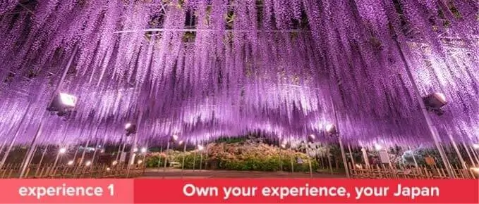 Paint Your Japan In Full Bloom