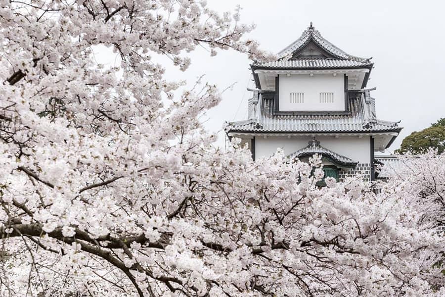Cherry Blossoms and Castle of Japan