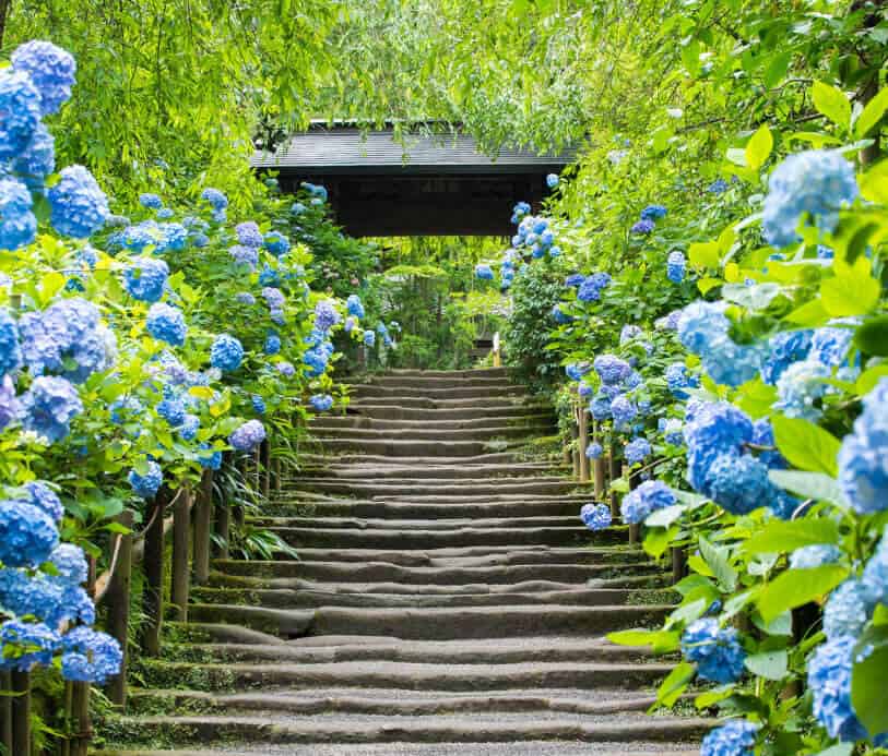 A City that Blooms in Blue​ Kamakura