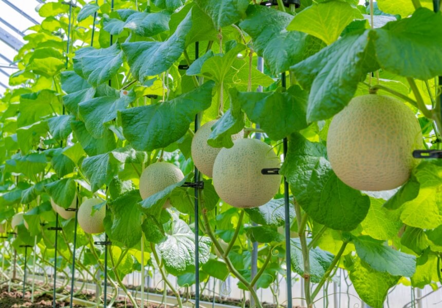Melon Growing Region of Tahara Japan