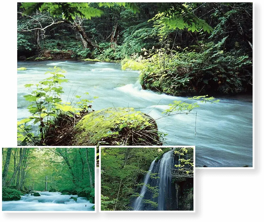 Oirase Stream River Walks Japan
