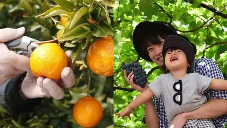 Fruits Picking in Japan