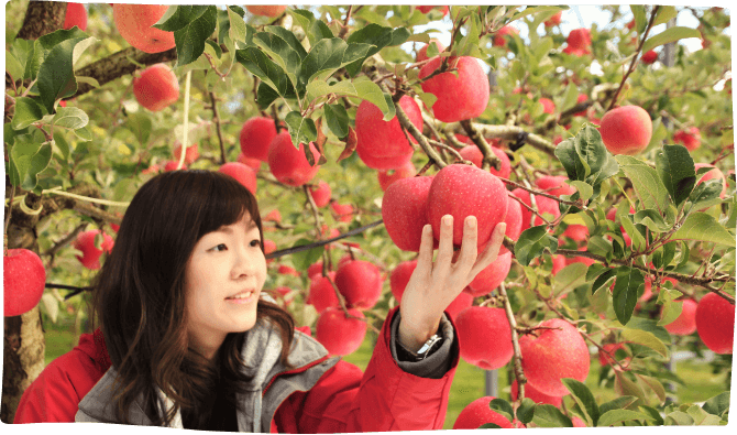 Harvesting Apples in Akita Japan
