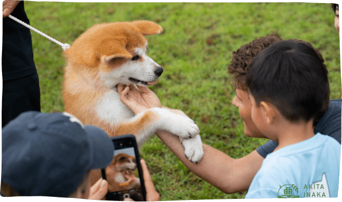 Meet Akita Dogs